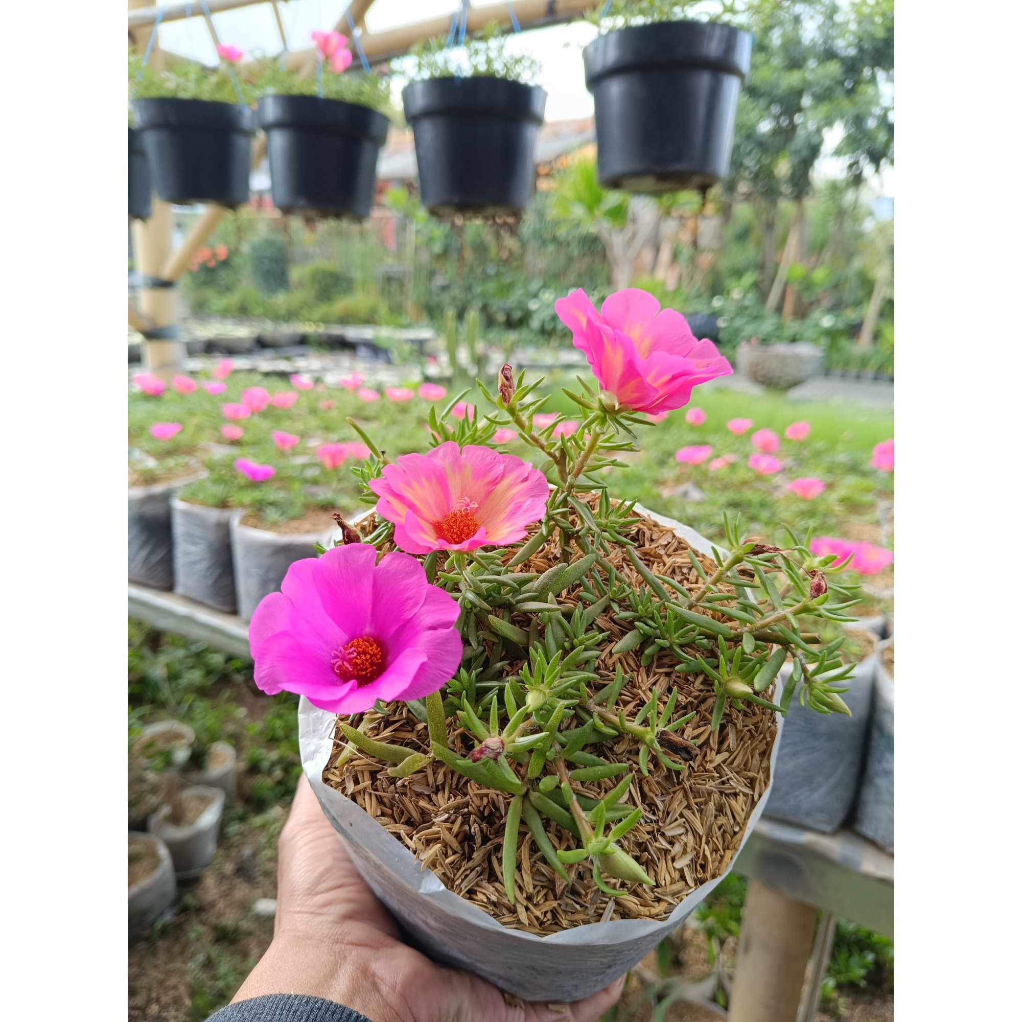 2371. Portulaca Grandiflora Pink Flowers 10pcs