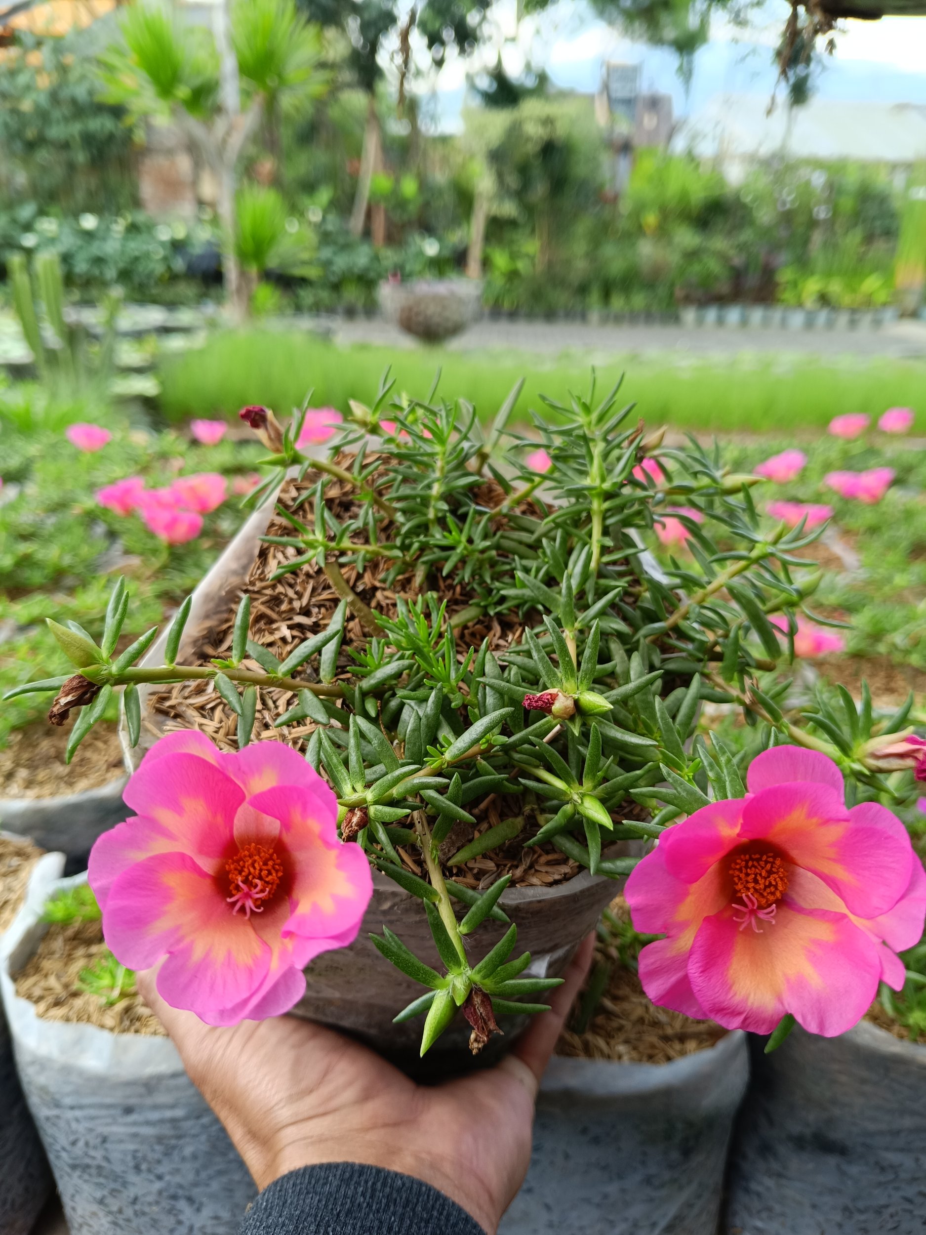 2371. Portulaca Grandiflora Pink Flowers 10pcs - Image 2