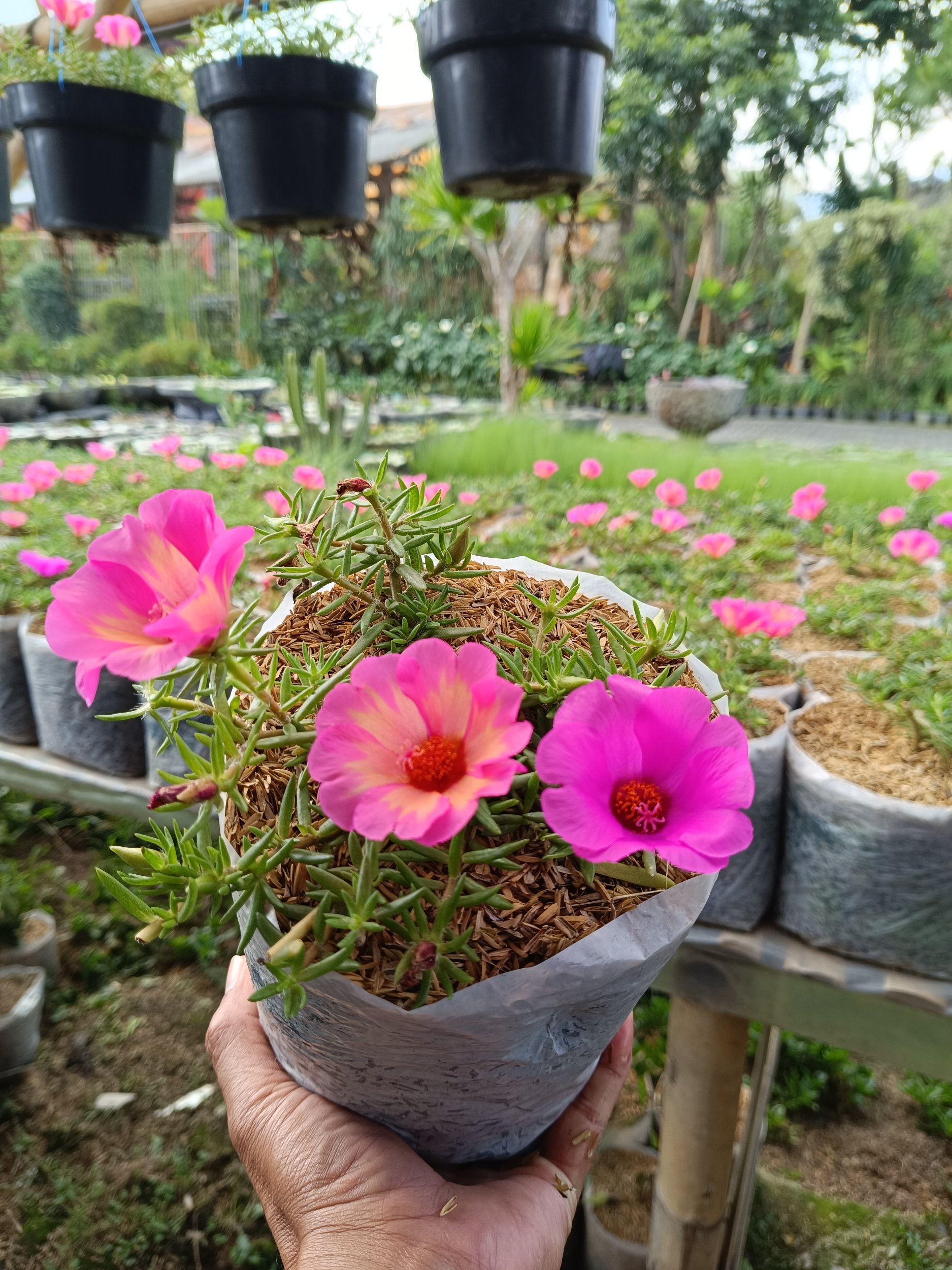2371. Portulaca Grandiflora Pink Flowers 10pcs - Image 3