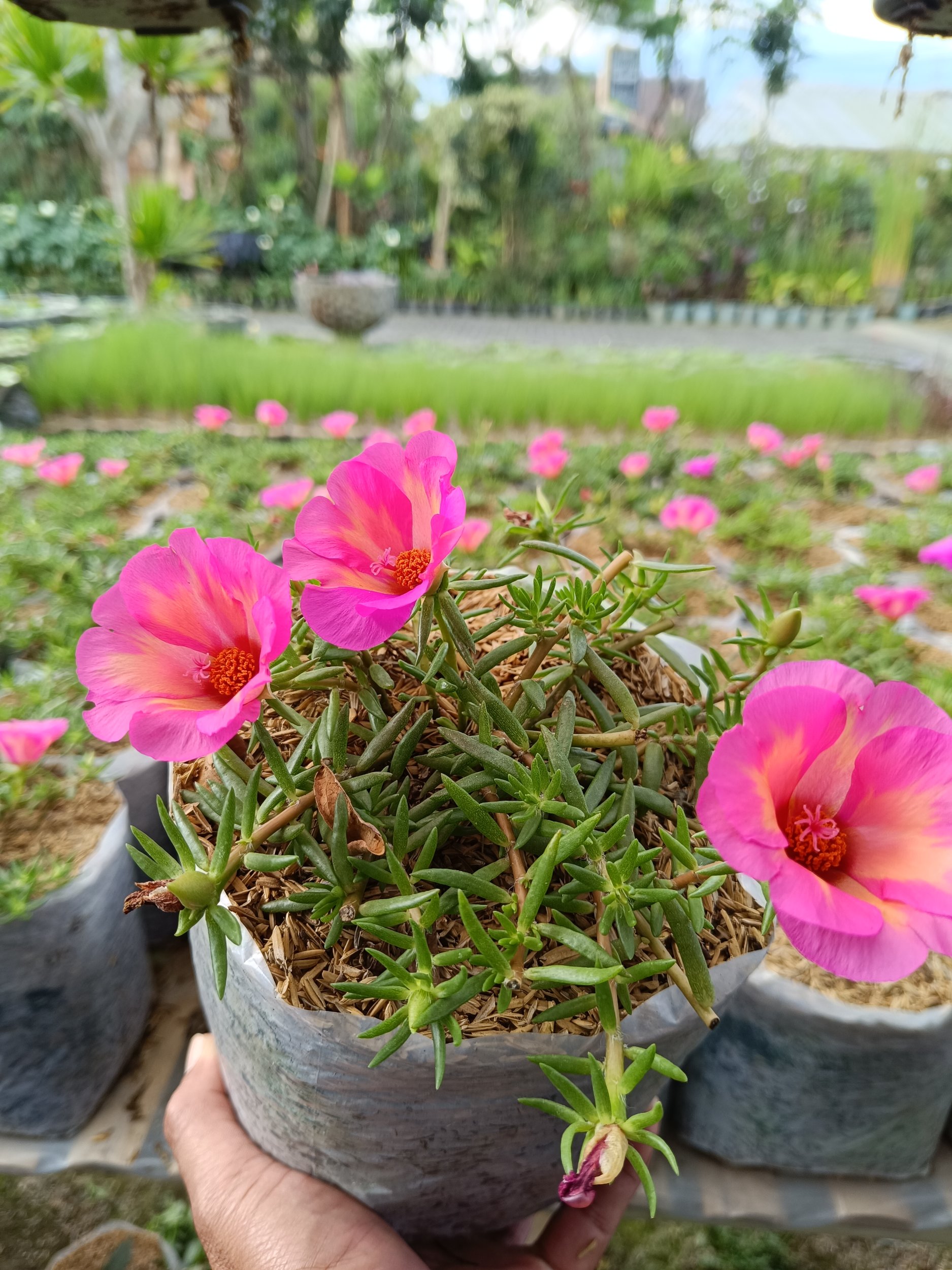 2371. Portulaca Grandiflora Pink Flowers 10pcs - Image 4