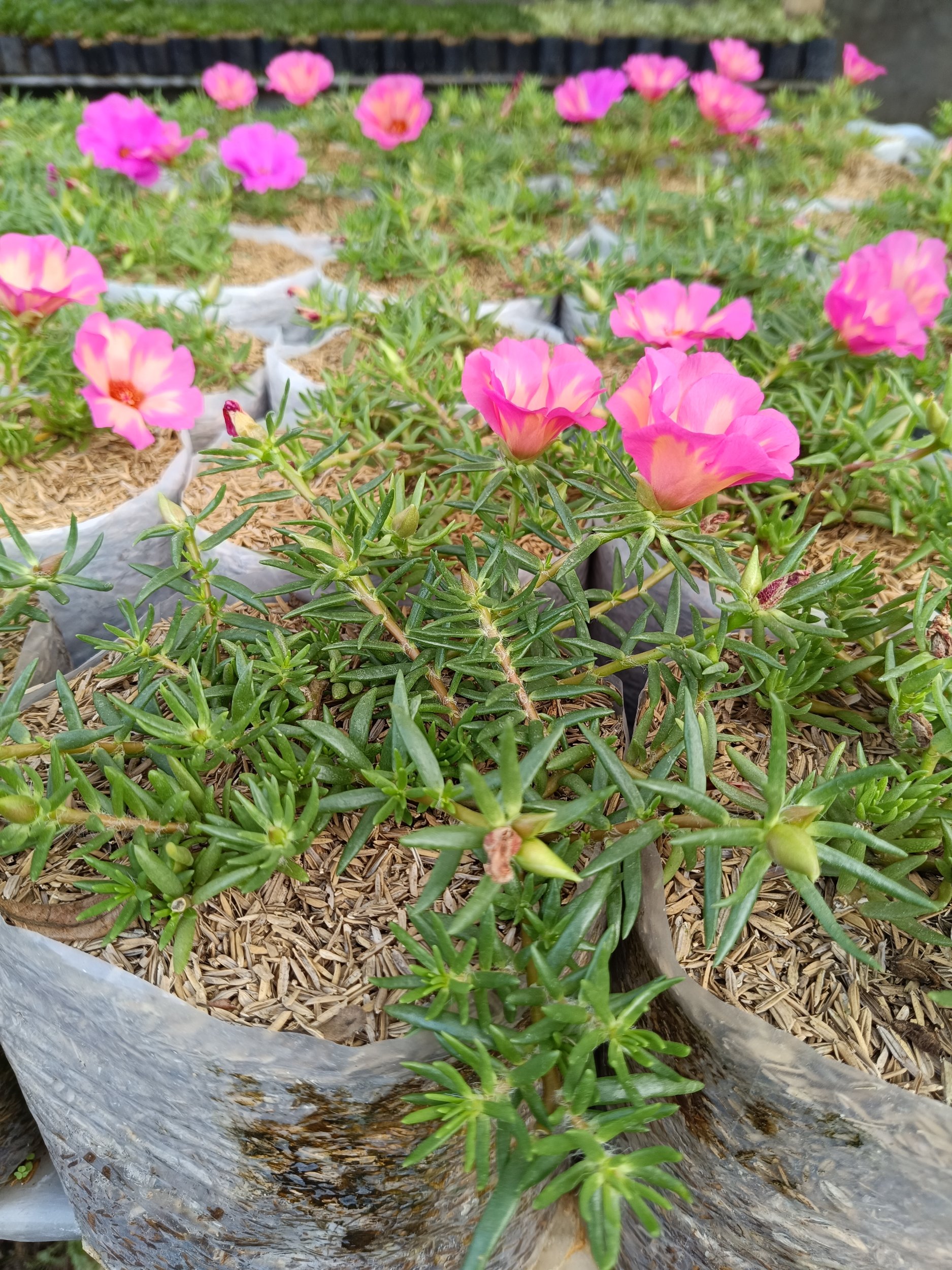 2371. Portulaca Grandiflora Pink Flowers 10pcs - Image 5
