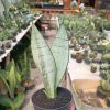 2400. Sancevieria Wonder