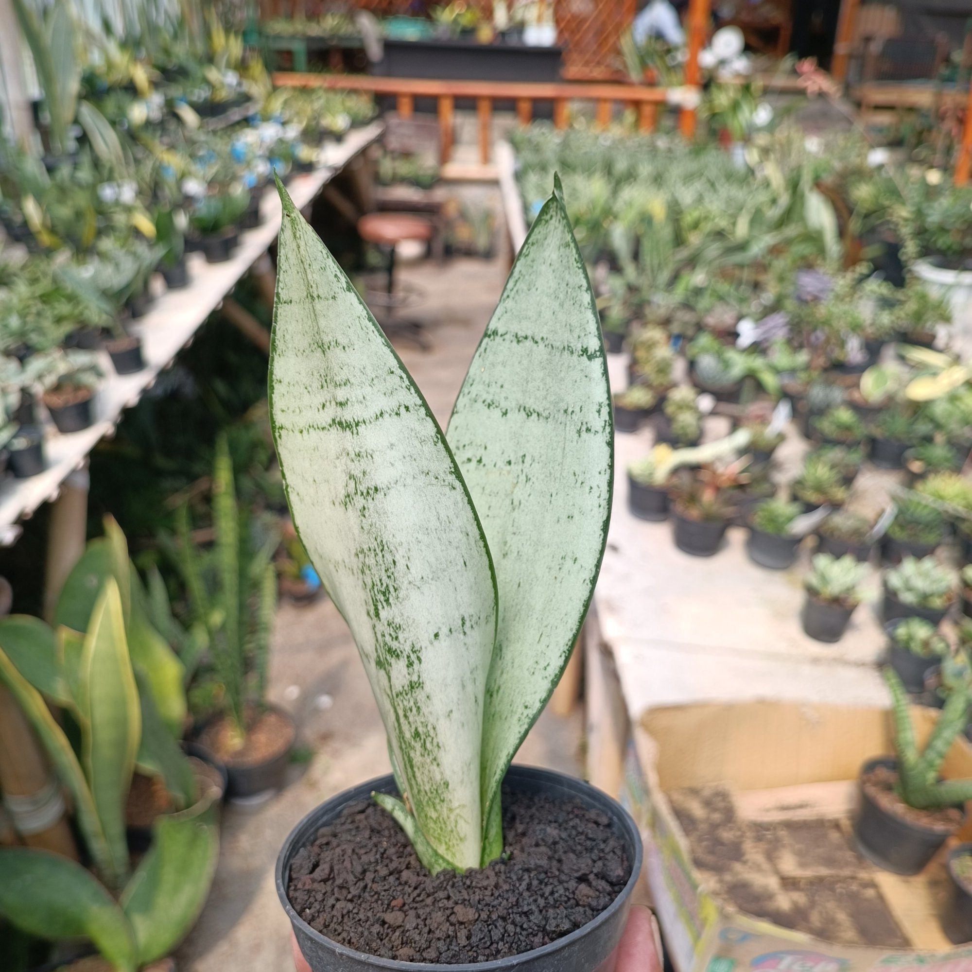 2400. Sancevieria Wonder