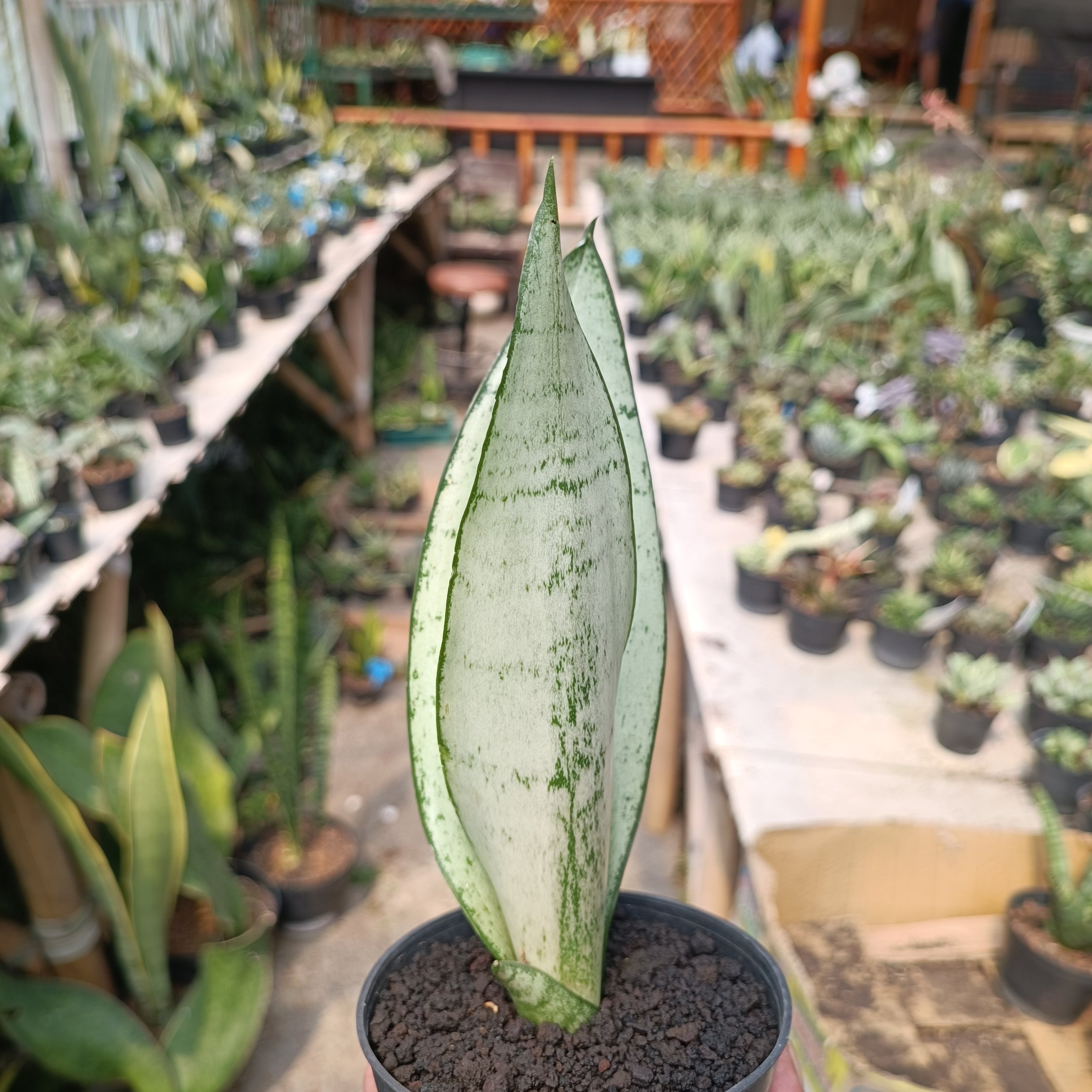 2400. Sancevieria Wonder - Image 2