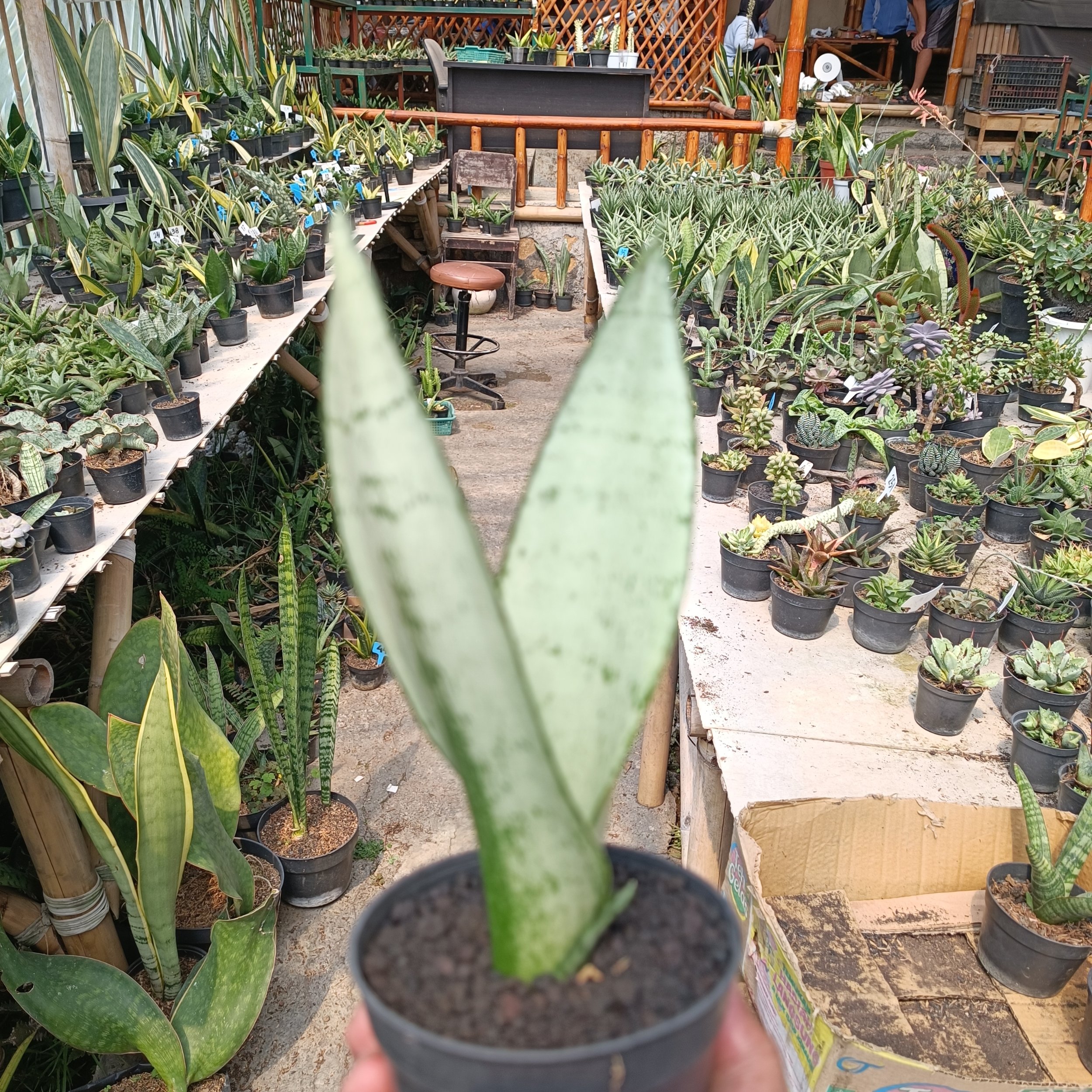 2400. Sancevieria Wonder - Image 3