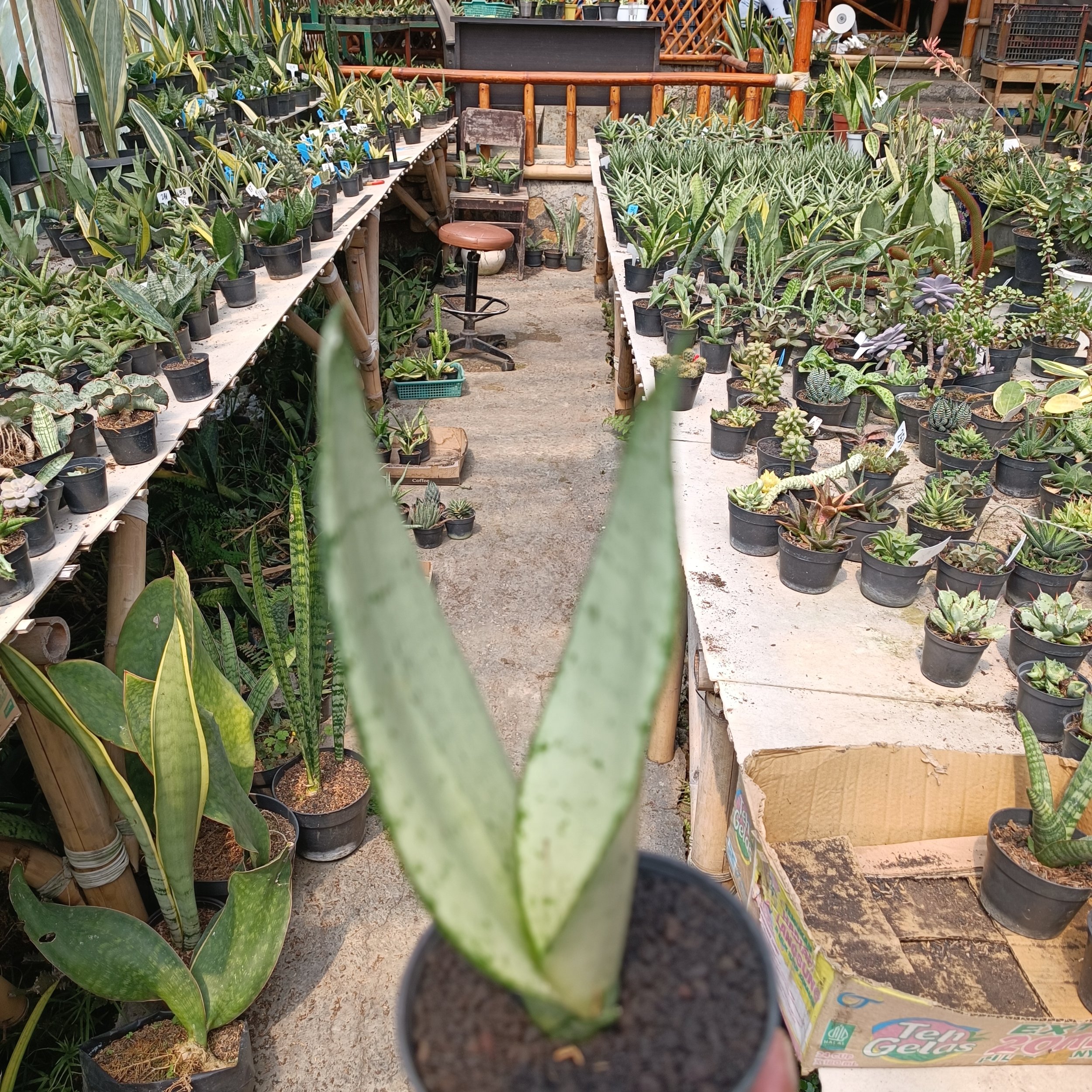 2400. Sancevieria Wonder - Image 4