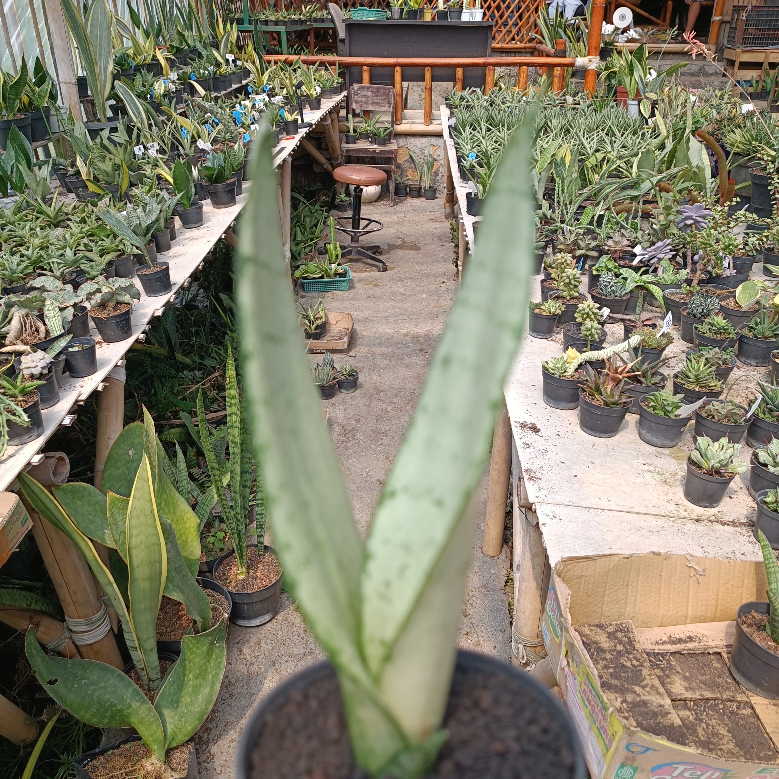 2400. Sancevieria Wonder - Image 5