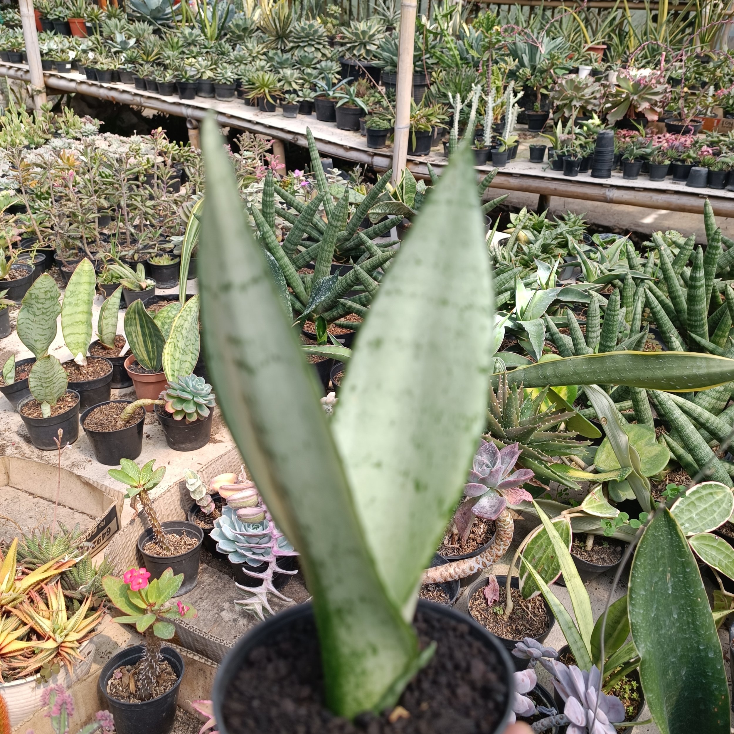 2400. Sancevieria Wonder - Image 6