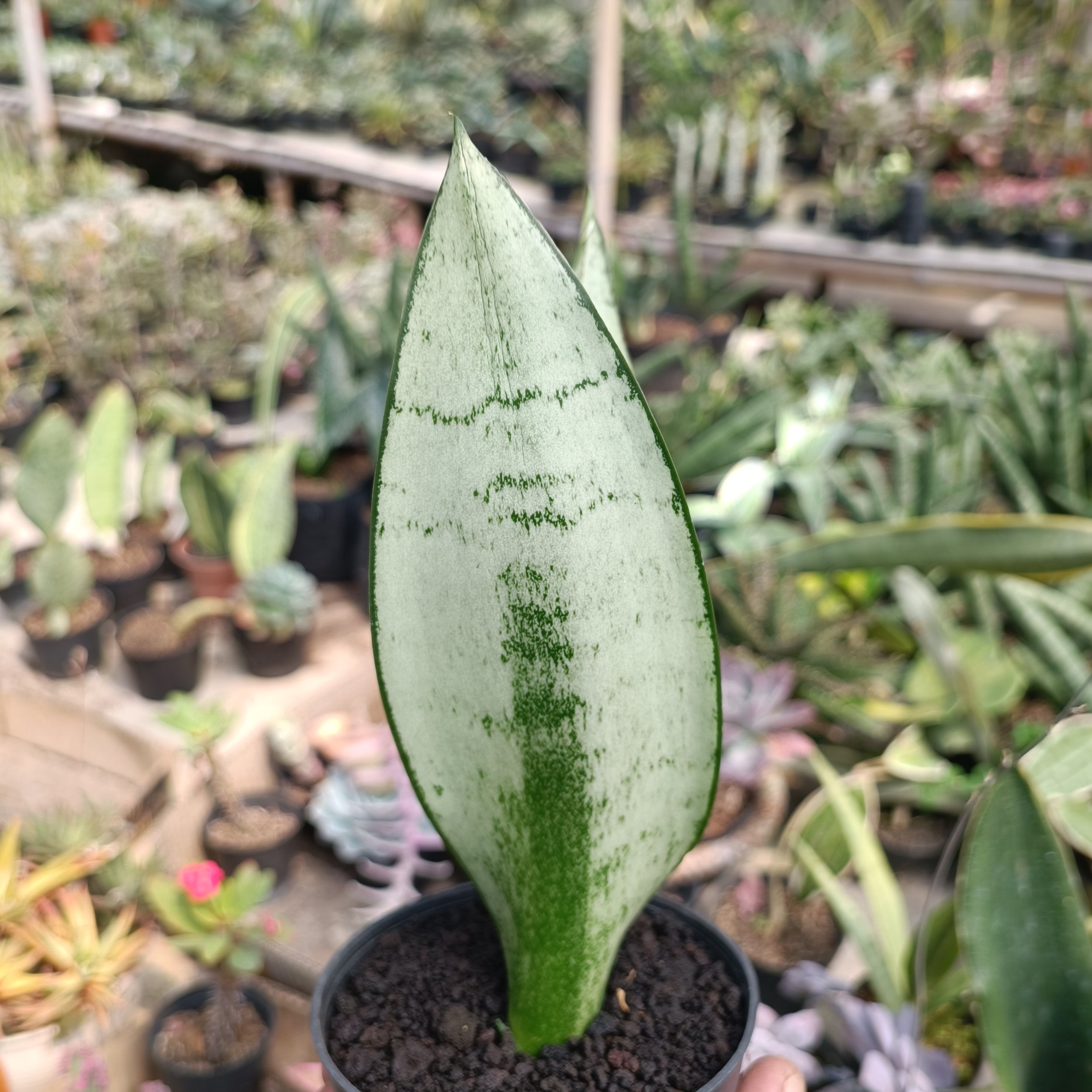 2400. Sancevieria Wonder - Image 7
