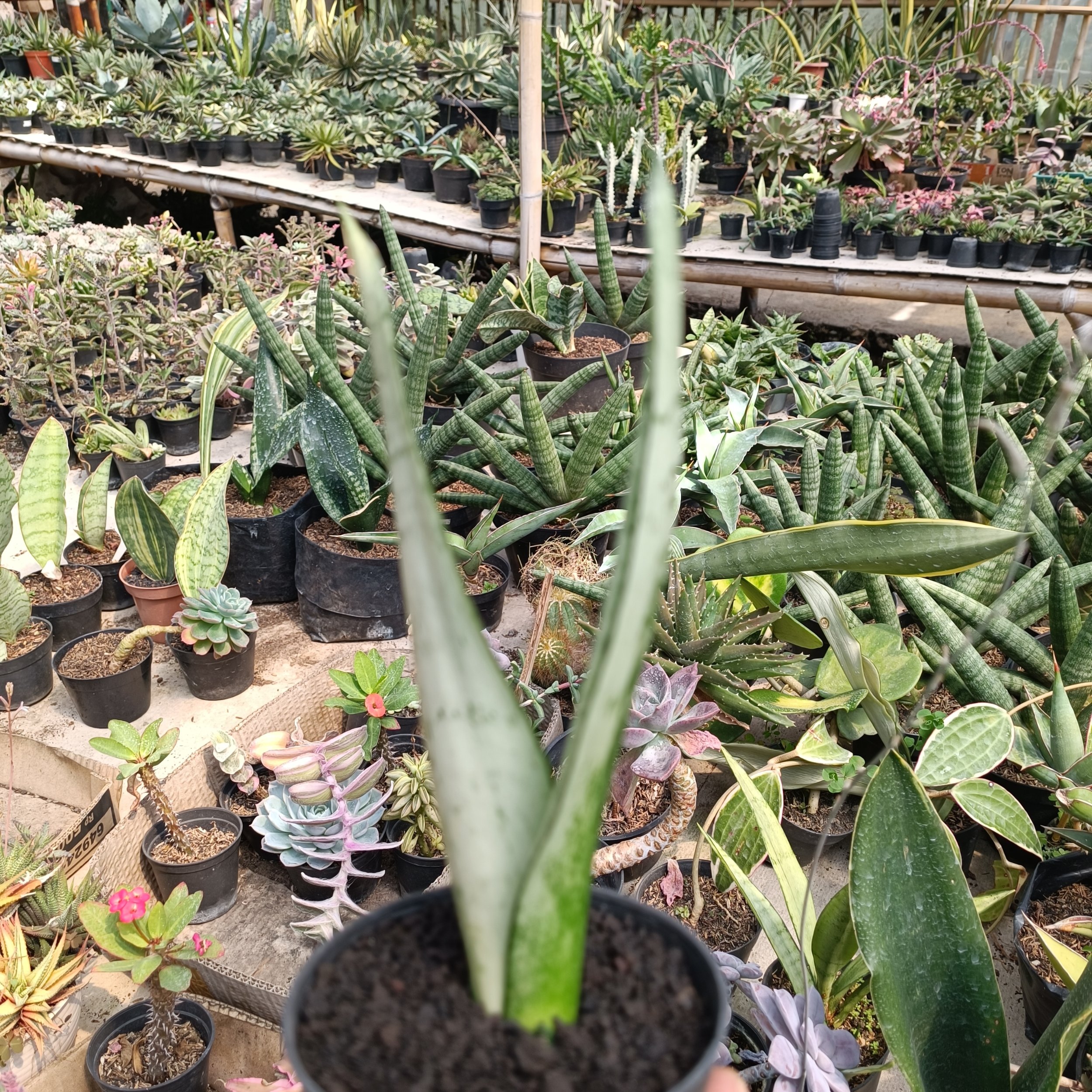 2400. Sancevieria Wonder - Image 8