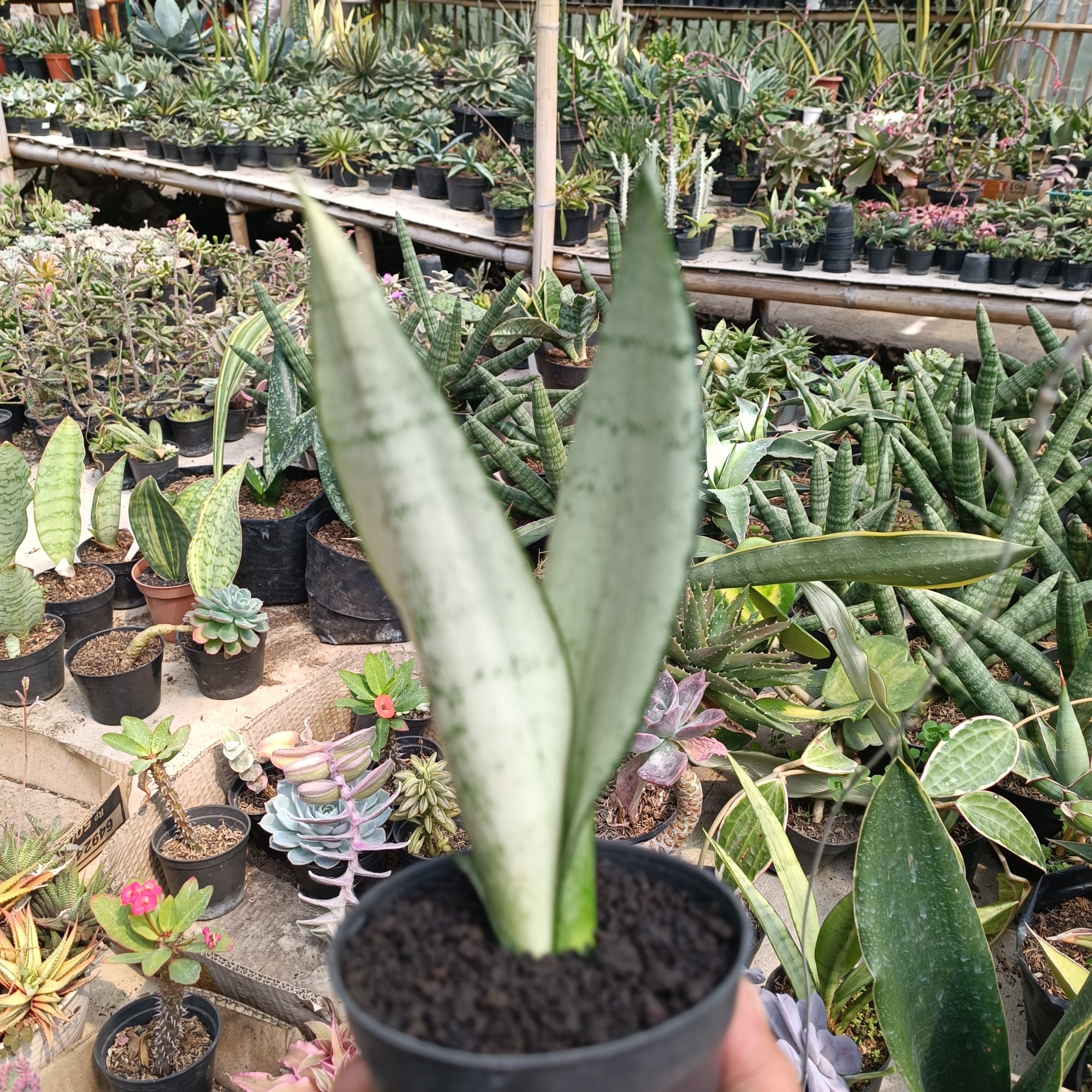 2400. Sancevieria Wonder - Image 9