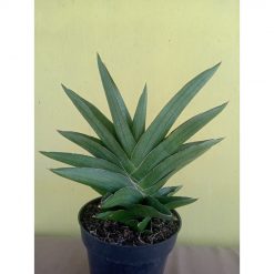2360. Sanseveria Andaman