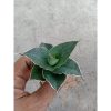2398. Sanseveria Ao77