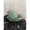 2345. Sanseveria Banana Short