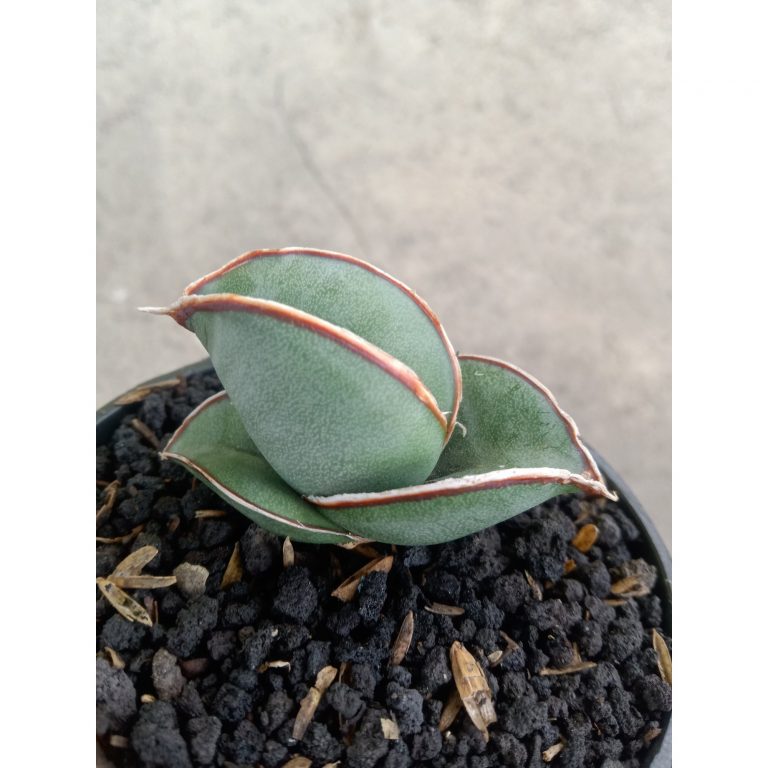 2345. Sanseveria Banana Short