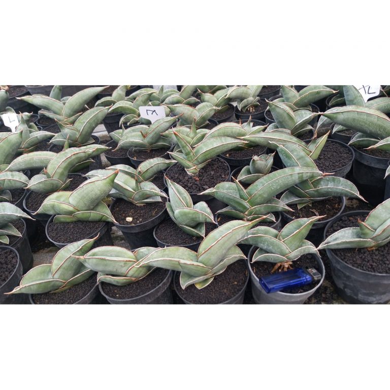 2341. Sanseveria Banana Short 25 Pcs