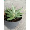 2448. Sanseveria Bonjo