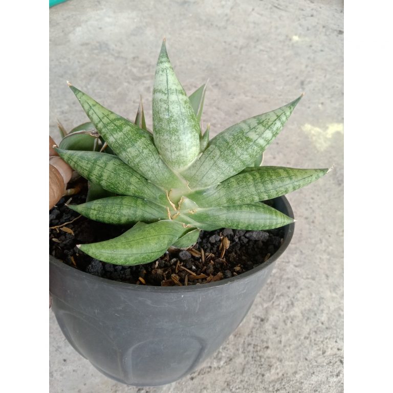 2448. Sanseveria Bonjo