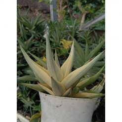 2344. Sanseveria Chainin Thorut Varigated( Kid Only)