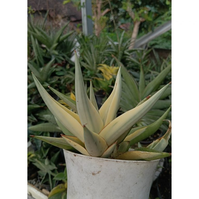 2344. Sanseveria Chainin Thorut Varigated( Kid Only)