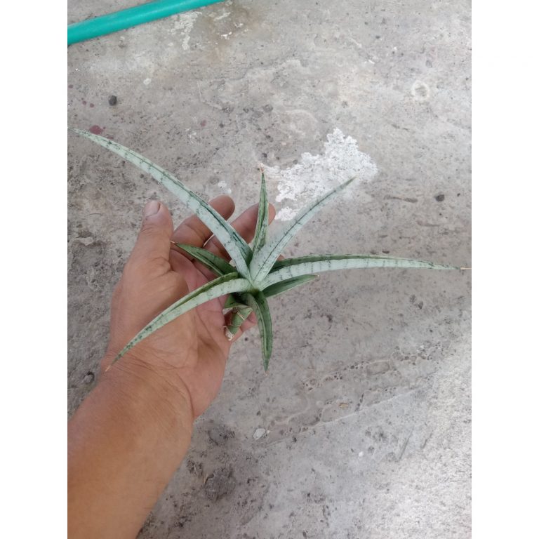 2349. Sanseveria Ladycarm Bella