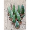 2443. Sanseveria Douglas Green