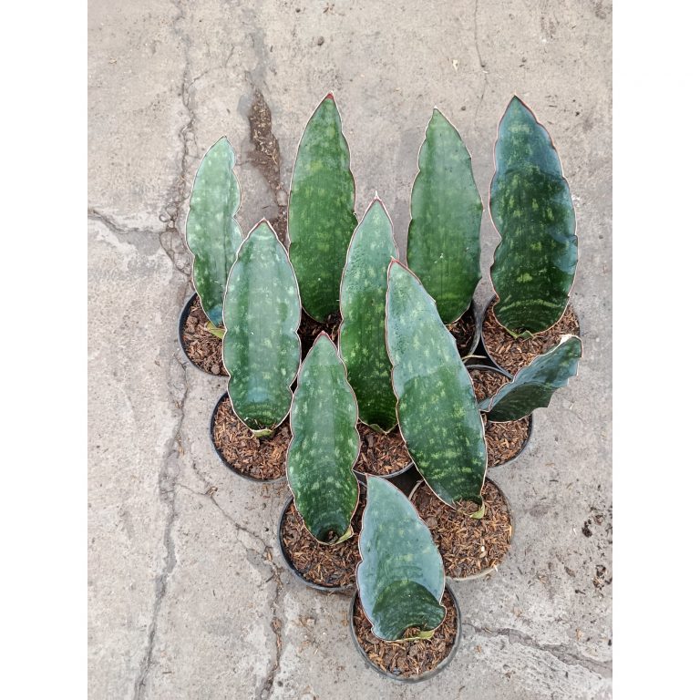 2443. Sanseveria Douglas Green