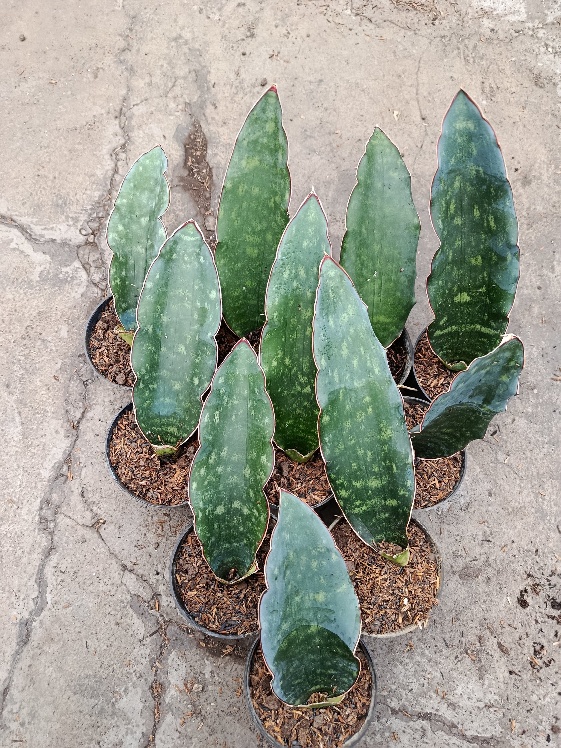 2443. Sanseveria Douglas Green - Image 2