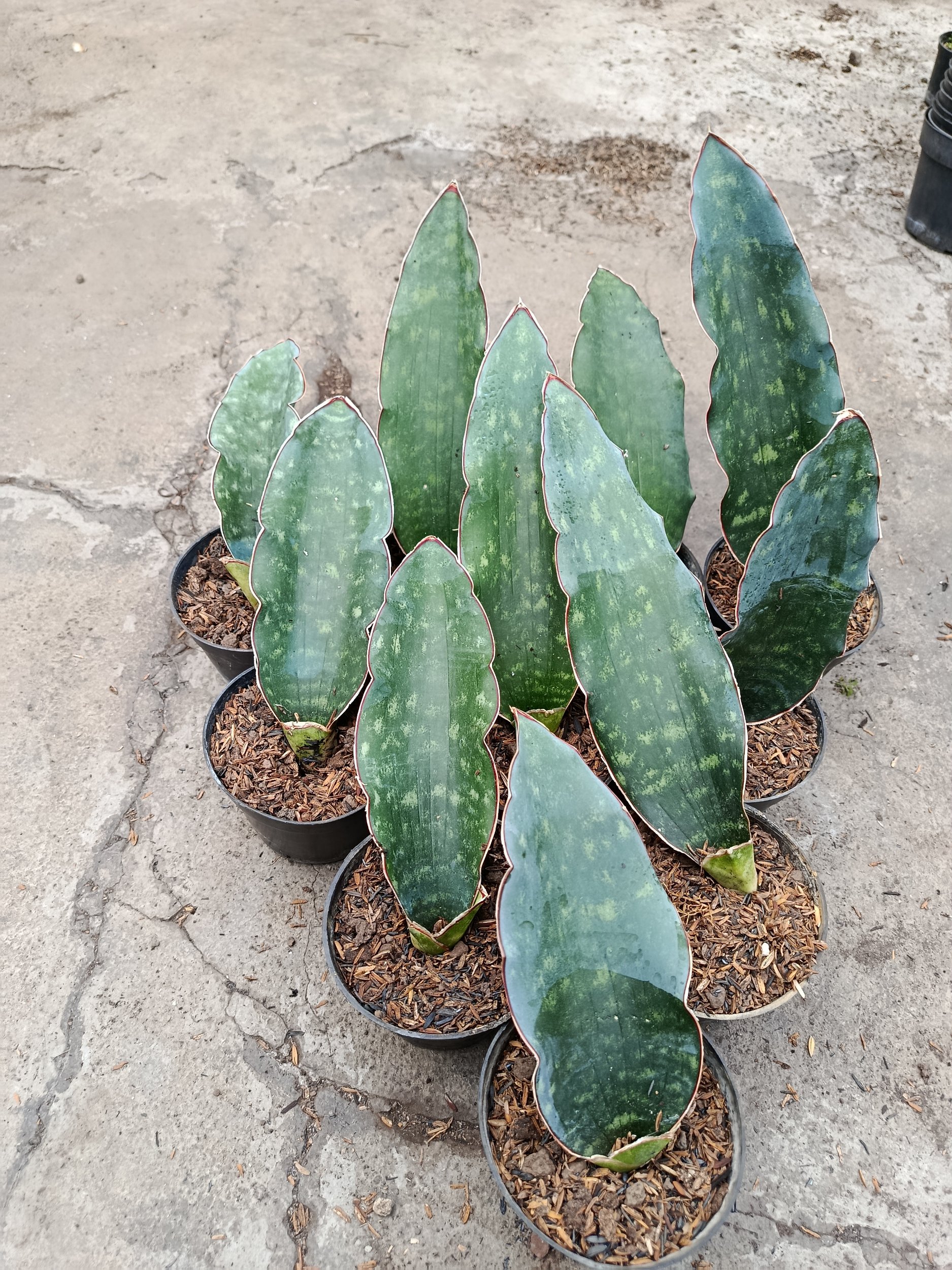 2443. Sanseveria Douglas Green - Image 3