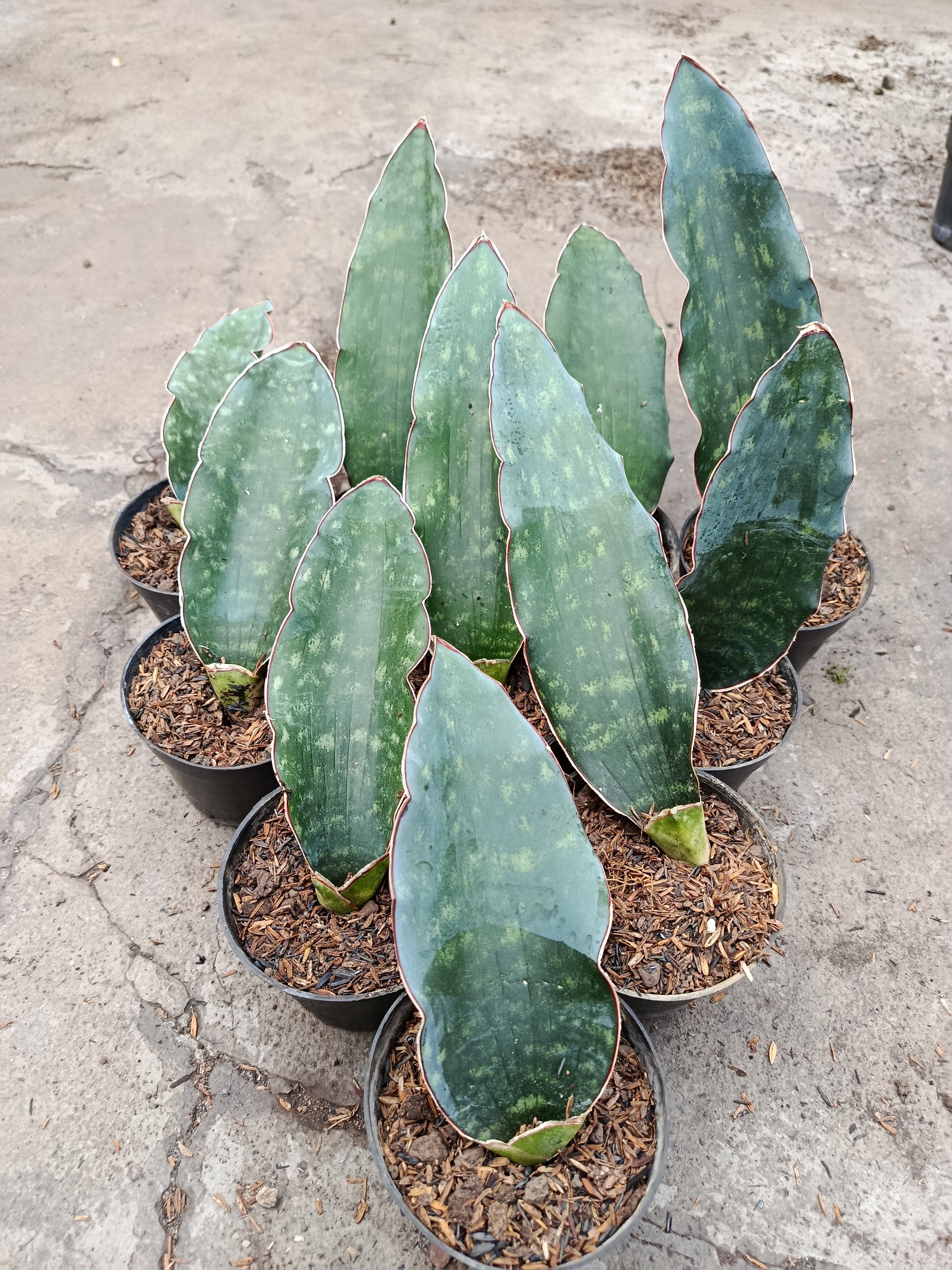 2443. Sanseveria Douglas Green - Image 4