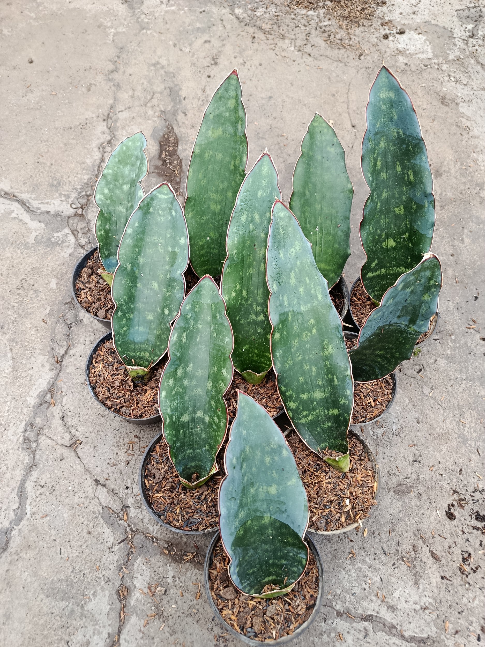 2443. Sanseveria Douglas Green - Image 5