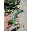 2405. Sanseveria Dragon Black Varigated
