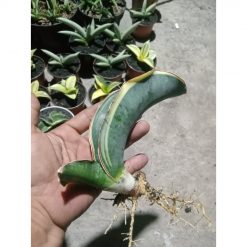 2405. Sanseveria Dragon Black Varigated