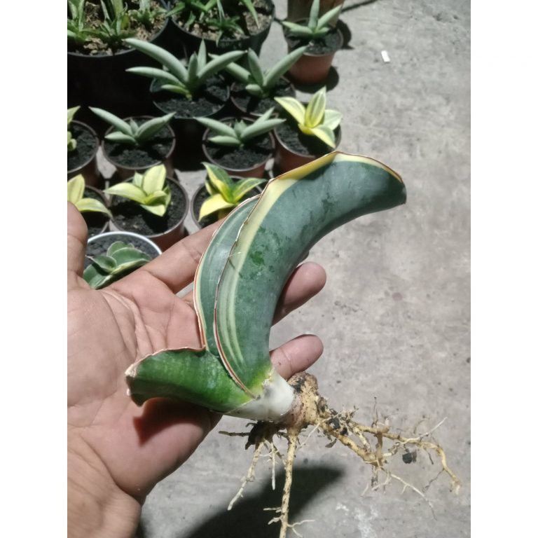 2405. Sanseveria Dragon Black Varigated