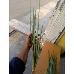 2362. Sanseveria Fla Java