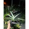 2406. Sanseveria Ganesha