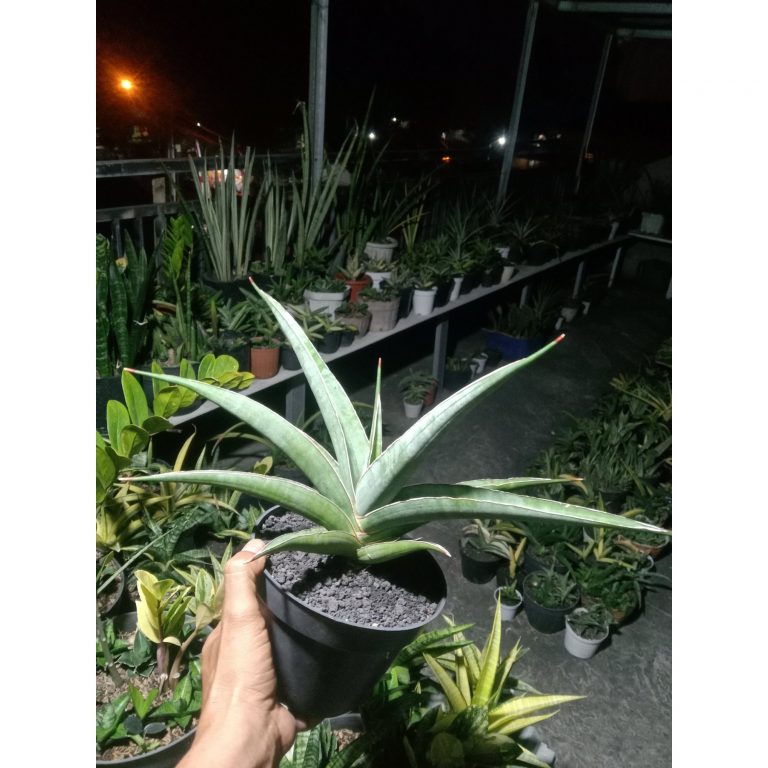 2406. Sanseveria Ganesha