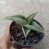 2408. Sanseveria Johanes Burgh Thailand