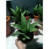 2442. Sanseveria Kahuripan Big Size