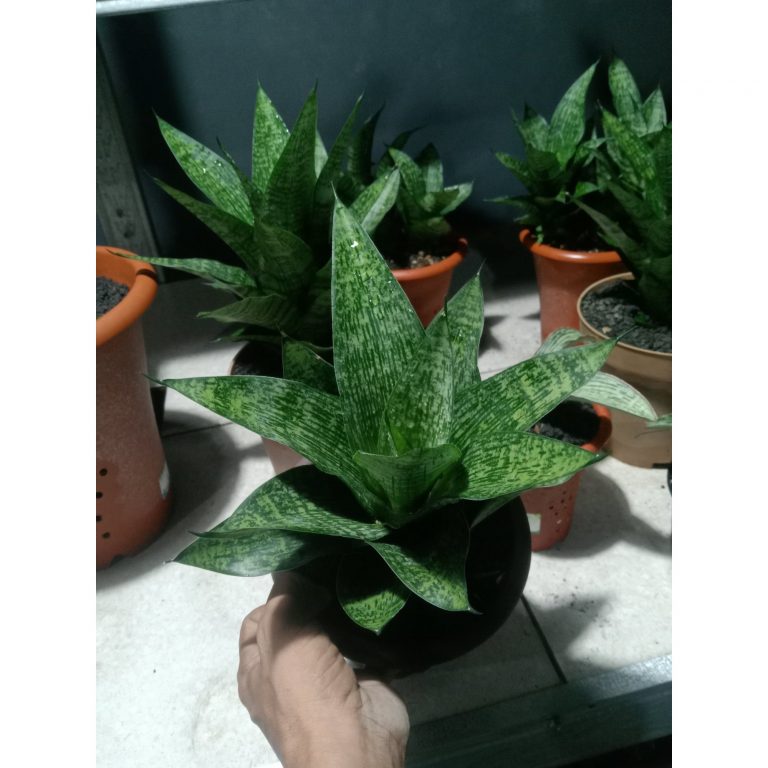 2442. Sanseveria Kahuripan Big Size