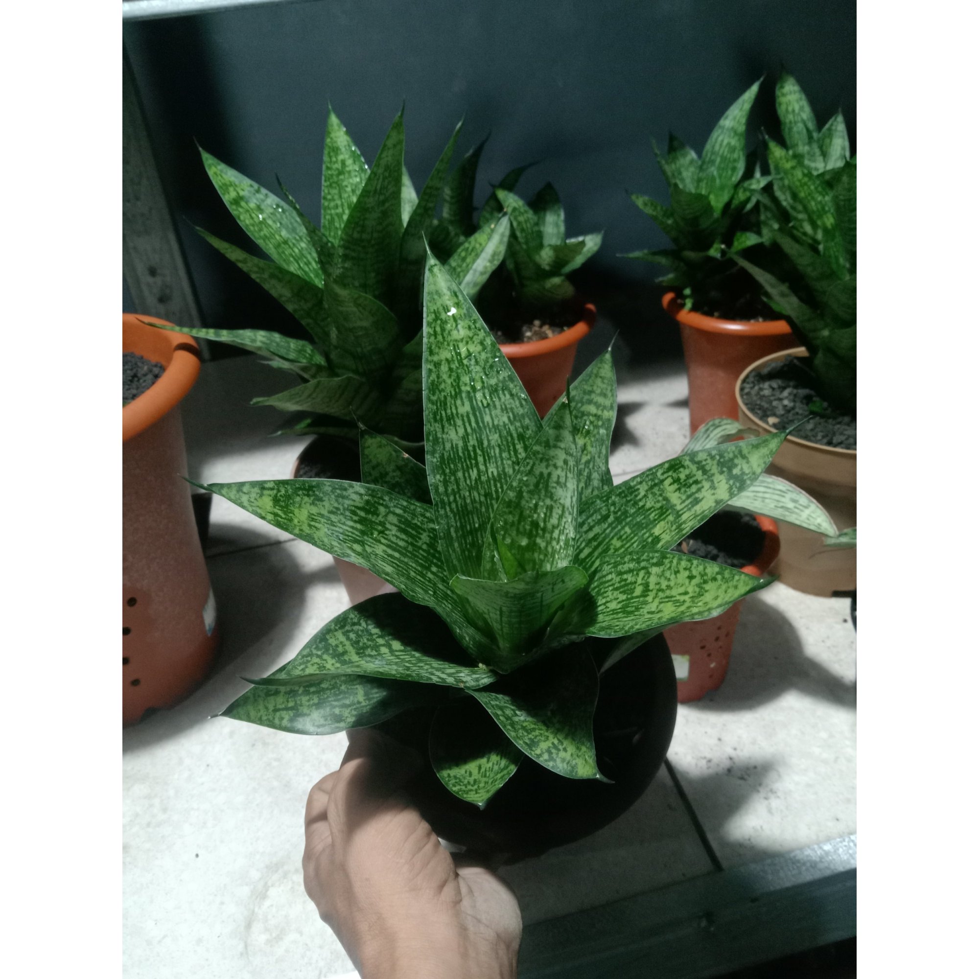 2442. Sanseveria Kahuripan Big Size