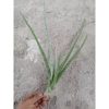 2387. Sanseveria Ladycarm