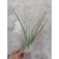 2387. Sanseveria Ladycarm