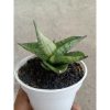 2346. Sanseveria Manja Varigated