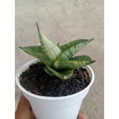 2346. Sanseveria Manja Varigated
