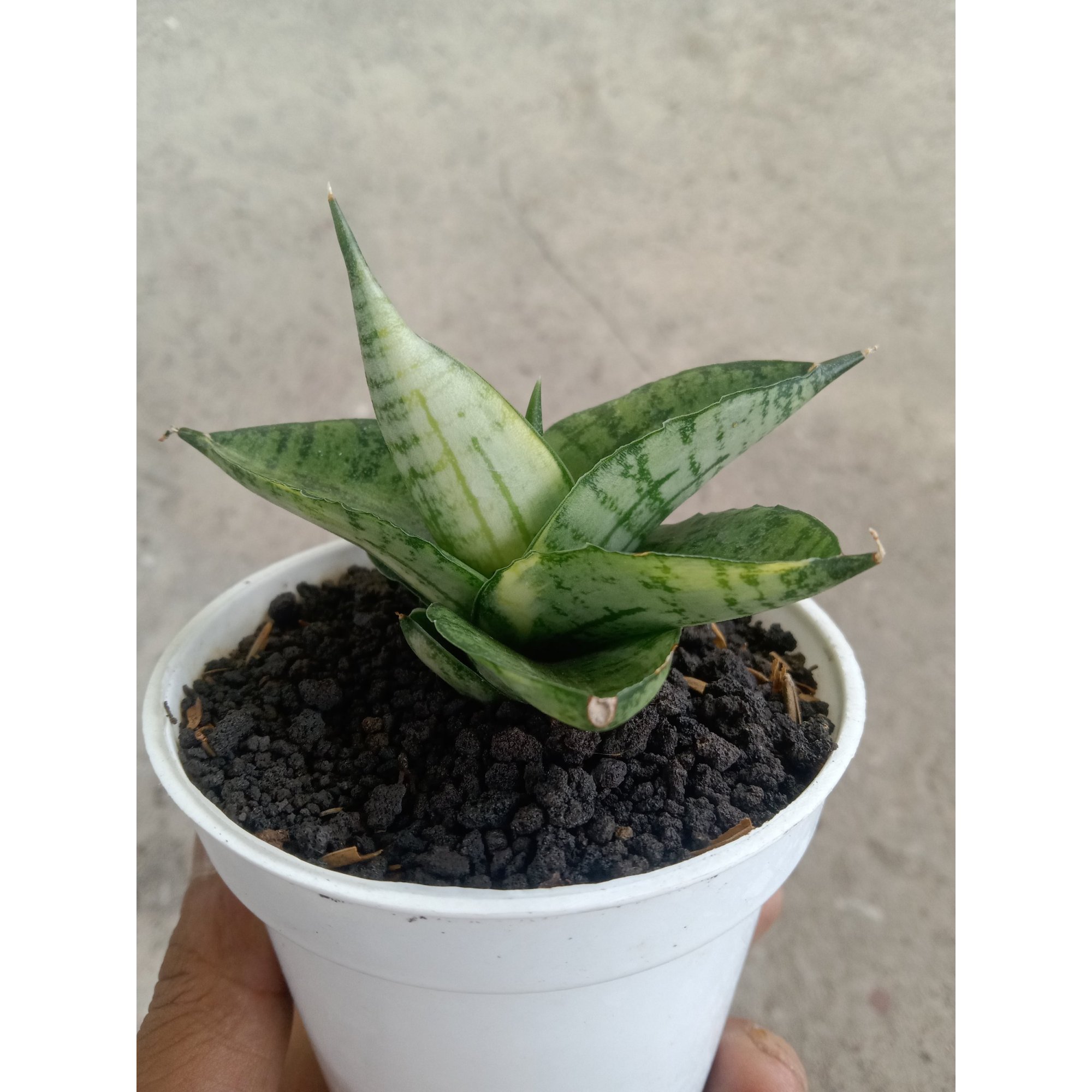 2346. Sanseveria Manja Varigated