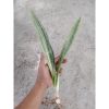 2388. Sanseveria Manolin Varigated