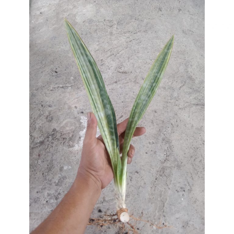 2388. Sanseveria Manolin Varigated