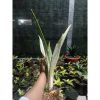 2441. Sanseveria Manolin Varigated Super