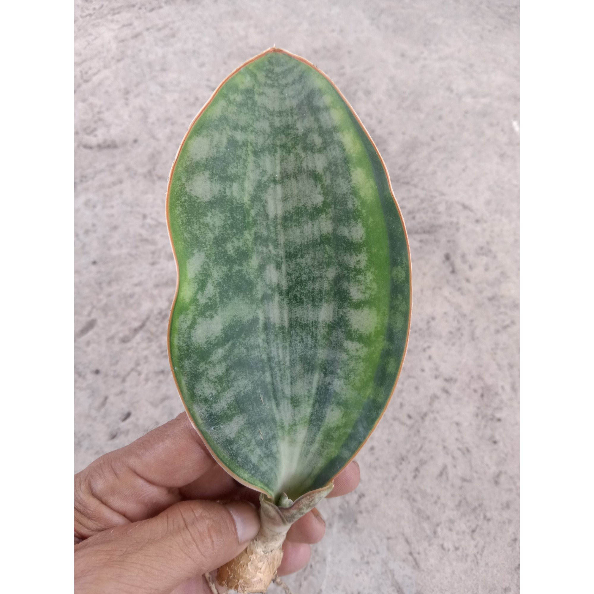 2389. Sanseveria Masoniana Three Colour